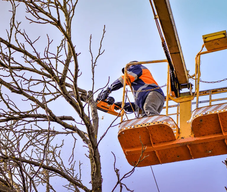 tree pruning