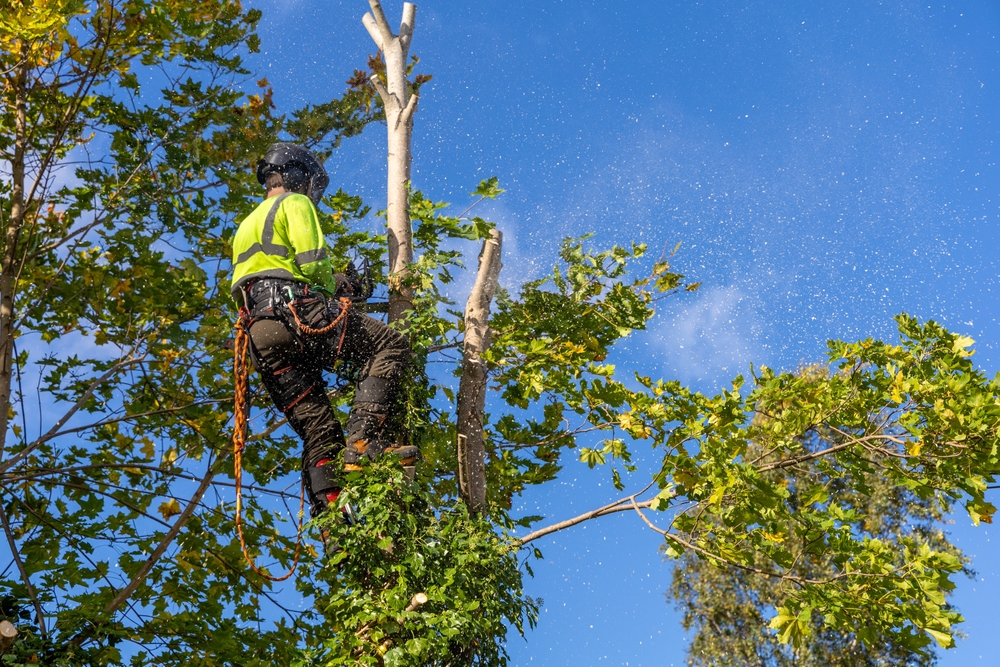 Professional,Arborist,In,Safety,Gear,Climbs,A,Maple,Tree,With