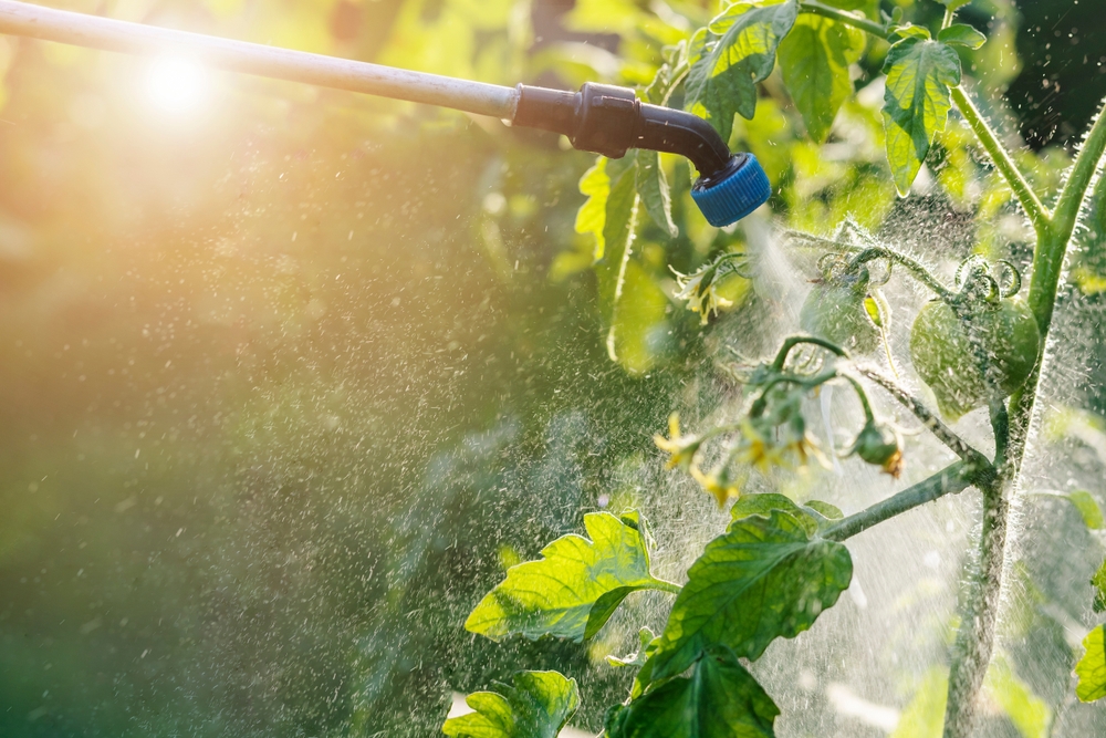 watering a tomato