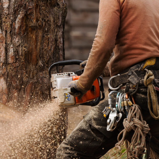 tree cutting