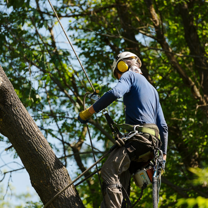 tree pruning