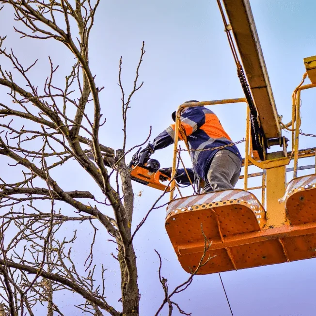 tree pruning